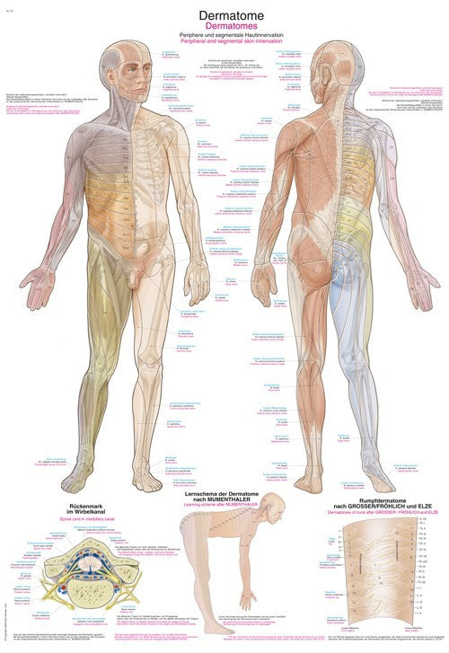 Plansch Dermatomes